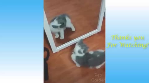 Cute Cats do funny things