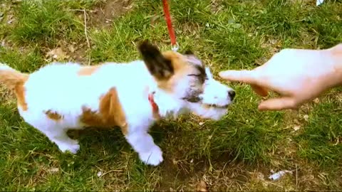 Active Basics_Fitness Walking with Your Dog#puppy #youtubeshorts #viralvideo #viralshorts