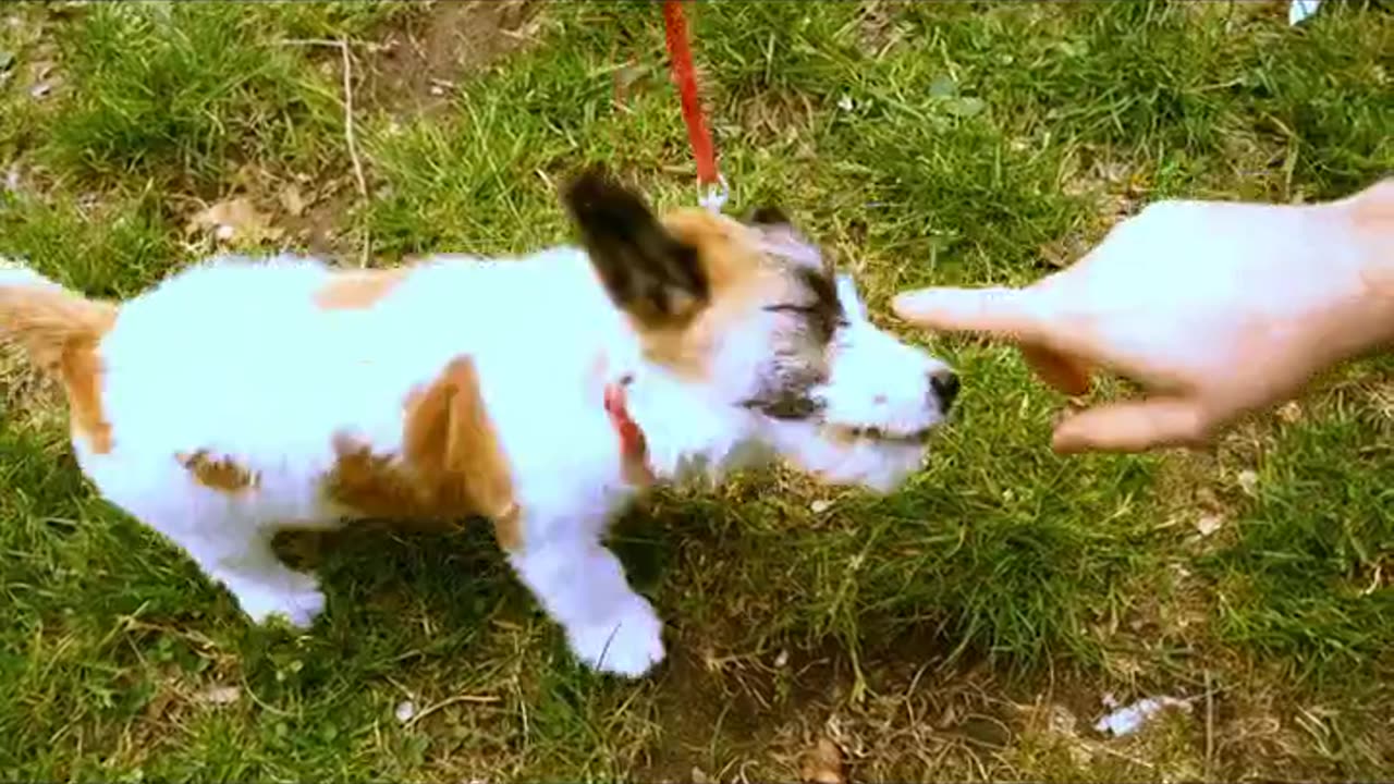 Active Basics_Fitness Walking with Your Dog#puppy #youtubeshorts #viralvideo #viralshorts