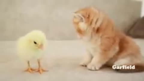 Funny video clips 2023 cats pets animals funny video