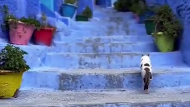 funny cat #funny #cats #shorts