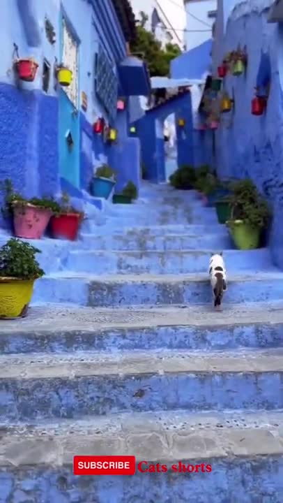 funny cat #funny #cats #shorts