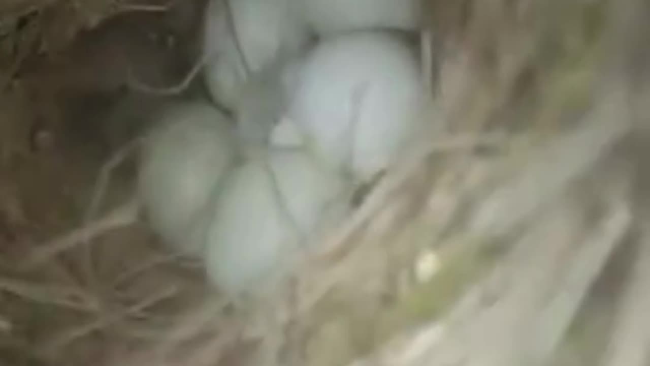 finches breeding progress