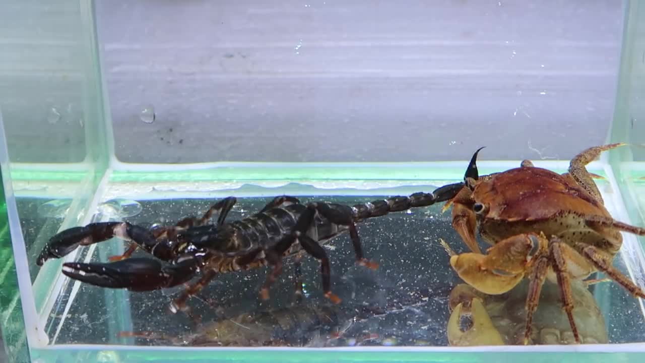 Crab vs Scorpion Underwater - Caranguejo vs Escorpião-3