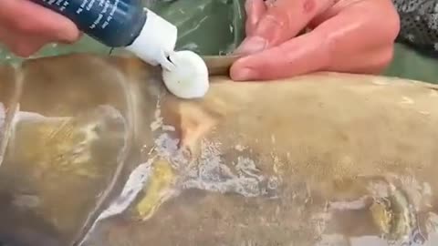 Pets Lovers