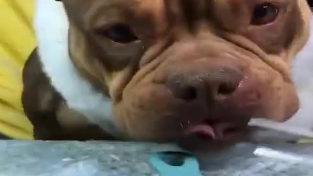 ๐Cute And Funny Pets | Try Not To Laugh Pets Compilation ๐