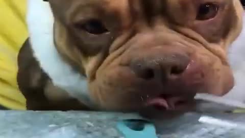 💗Cute And Funny Pets | Try Not To Laugh Pets Compilation 💗