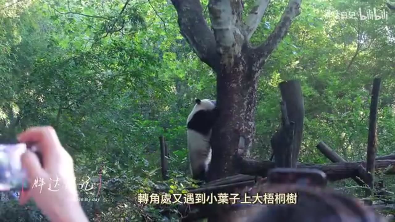 I panda