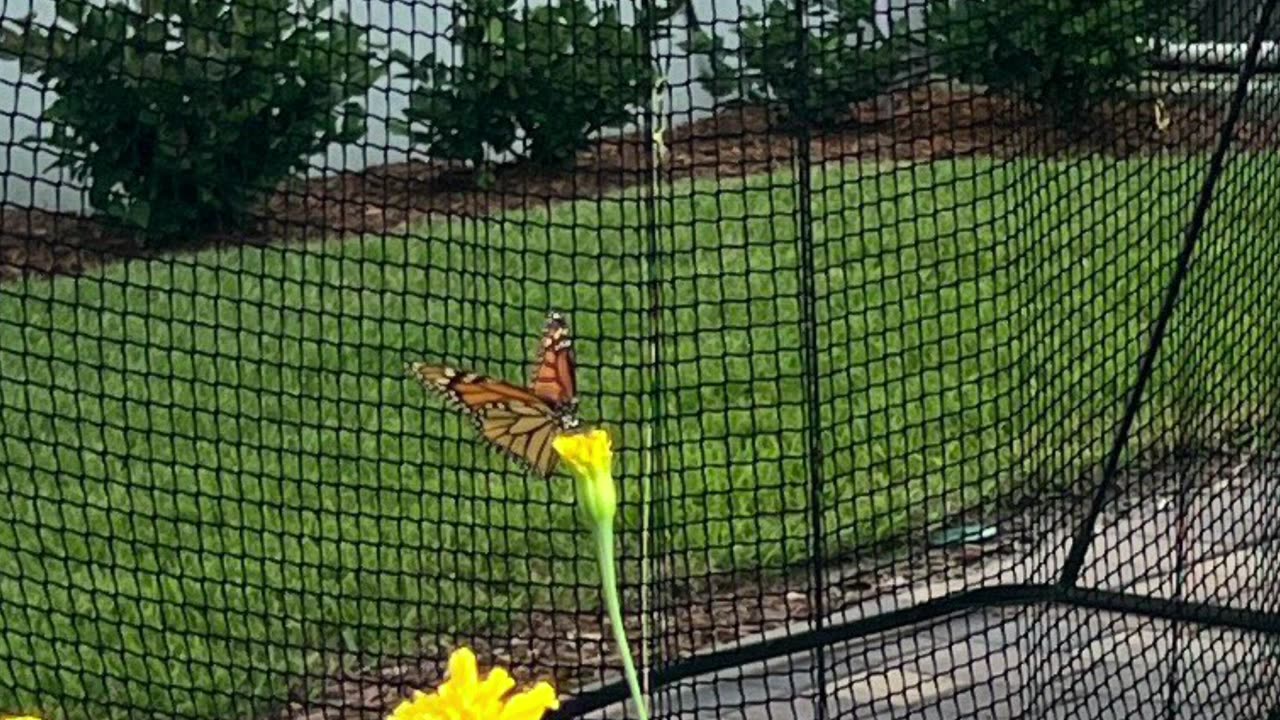 Butterflies: Monarch (Danaus plexippus)