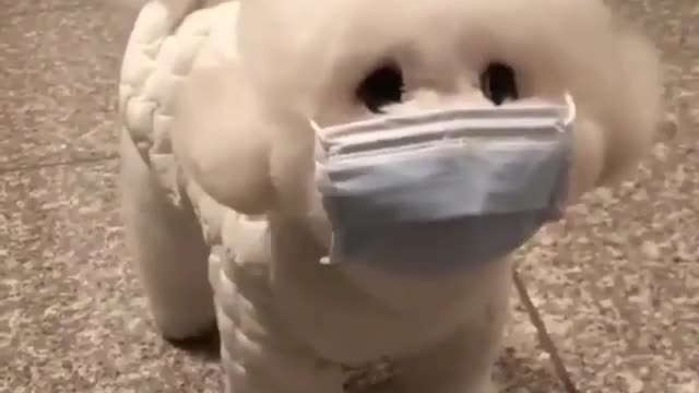 The first experience of a baby dog mask funny video clip