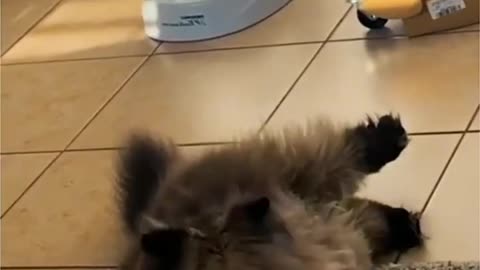 😂 Adorable and Funny Pet Videos 🔥 - The End