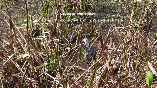 The Wakodahatchee Wetlands and Green Cay Nature Center & Wetlands Boardwalk