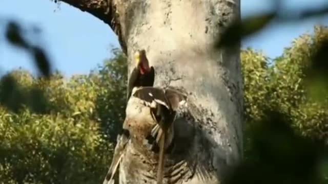 The area has a wealth of bird life.