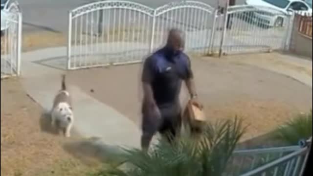 Did the dog mistake the Courier for a thief?