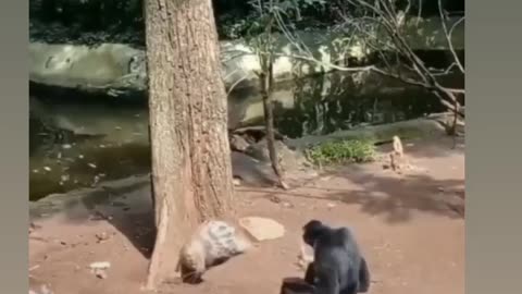 Funny chimpanzees