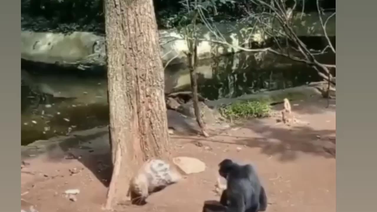 Funny chimpanzees