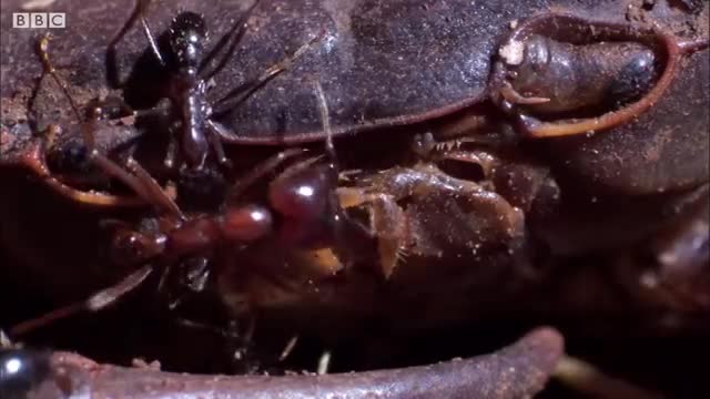 Ants vs Crab - Natural World- Ant Attack - BBC Earth_Cut