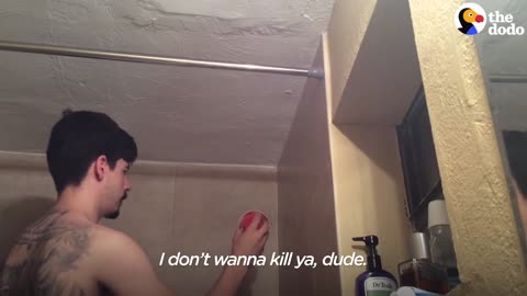 Man Catches HUGE Spider in Shower with LUCKY Throw | The Dodo