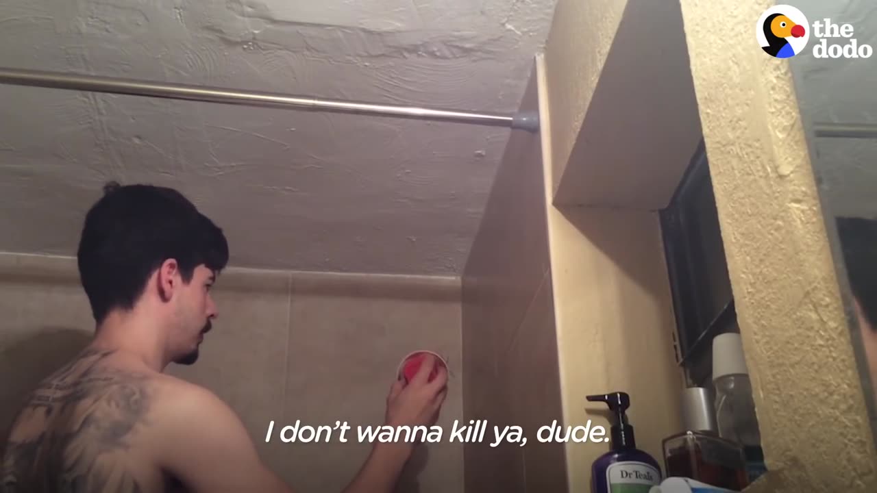 Man Catches HUGE Spider in Shower with LUCKY Throw | The Dodo