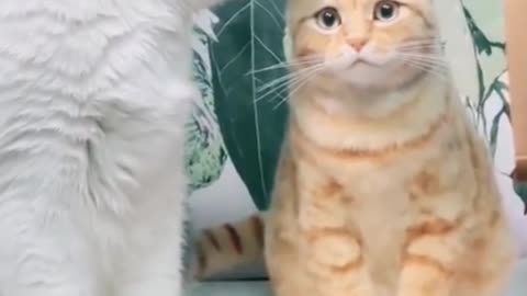 Is this orange cat a real cat? The ears are a little hard.
