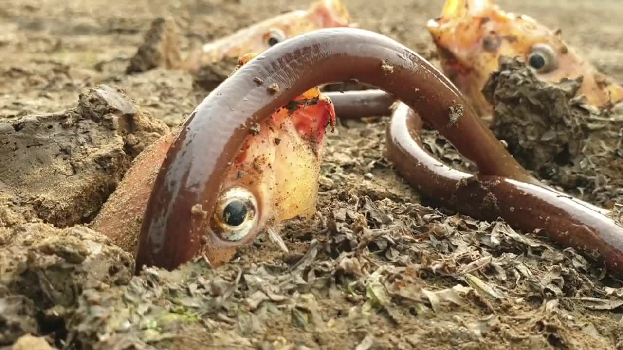 Animals monster 4
