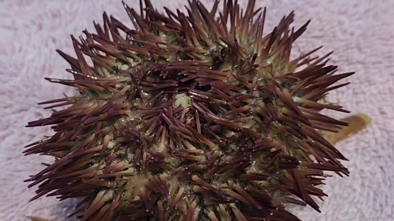 Sea urchin love