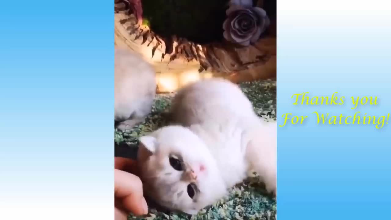 Funny Pet Videos 024