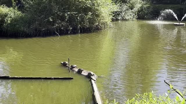 Line of Turtles on a Log