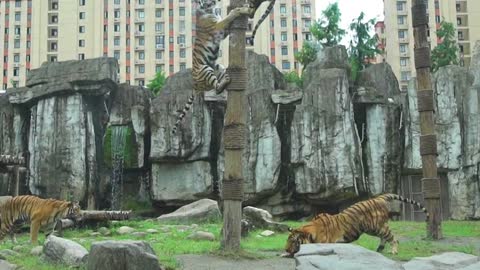 Give me my meat back # Tiger
