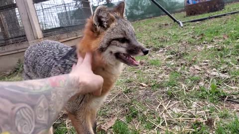 Foxes on a hot day