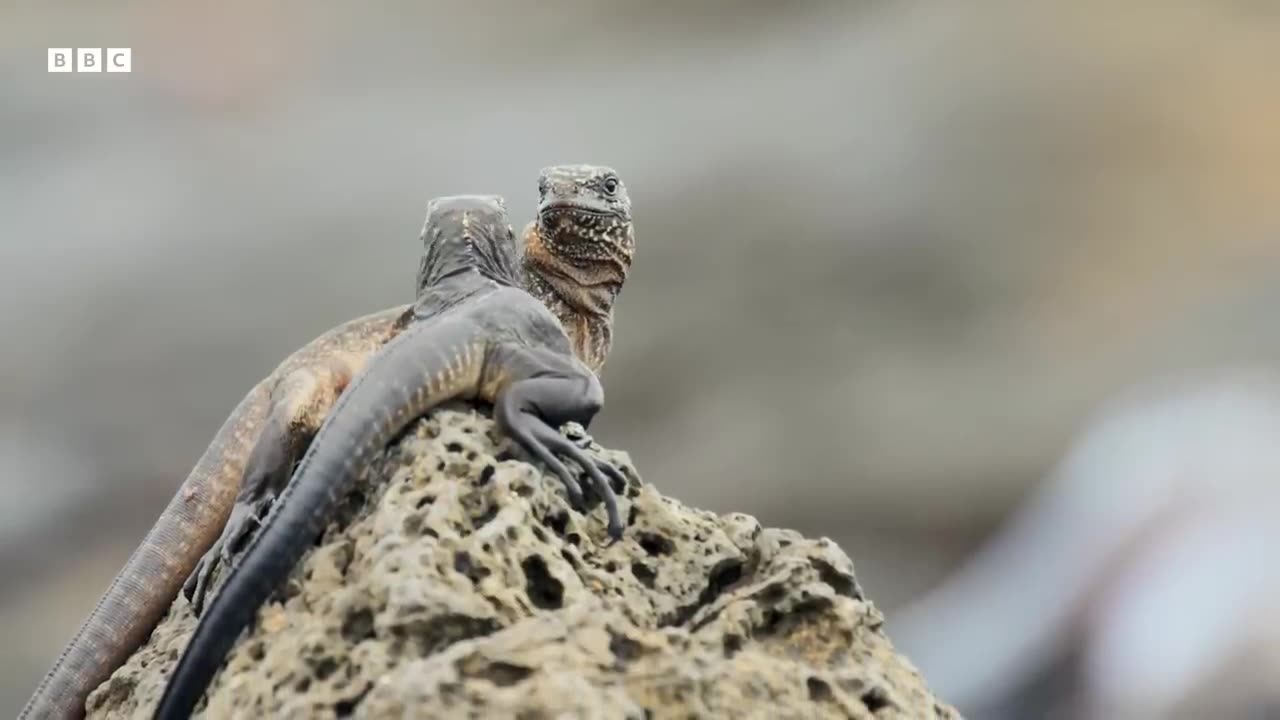 Iguana vs snakes|wild animals|best scenes beautiful animals best fighting