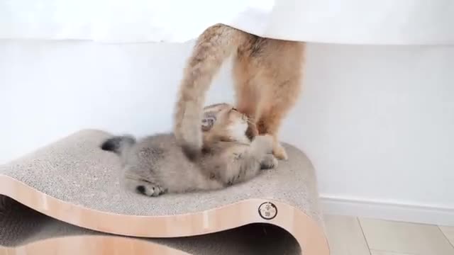 Amazing mother cat playing with her kitten while saving energy