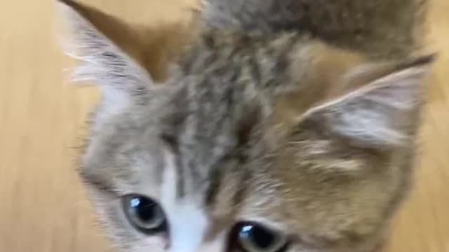 사랑하는 고양이