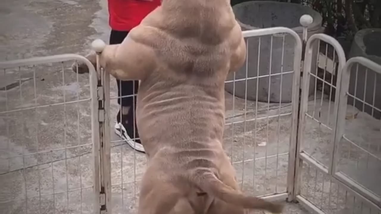 Strong Dog