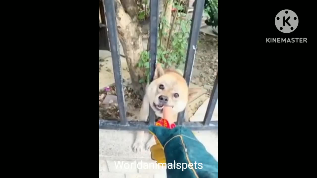 Funny animals puppy