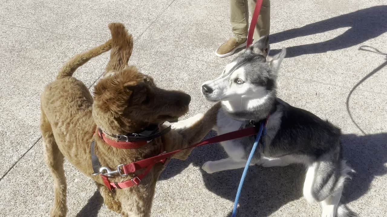 Aurora the husky plays with Red the Goldendoodle.