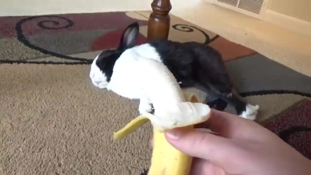 Sleeping rabbit wakes up at the sound of a banana_Cut