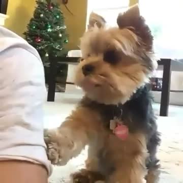 Cute puppy hates being ignored