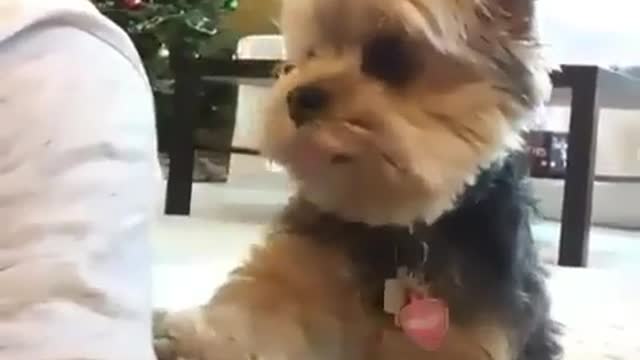 Cute puppy hates being ignored