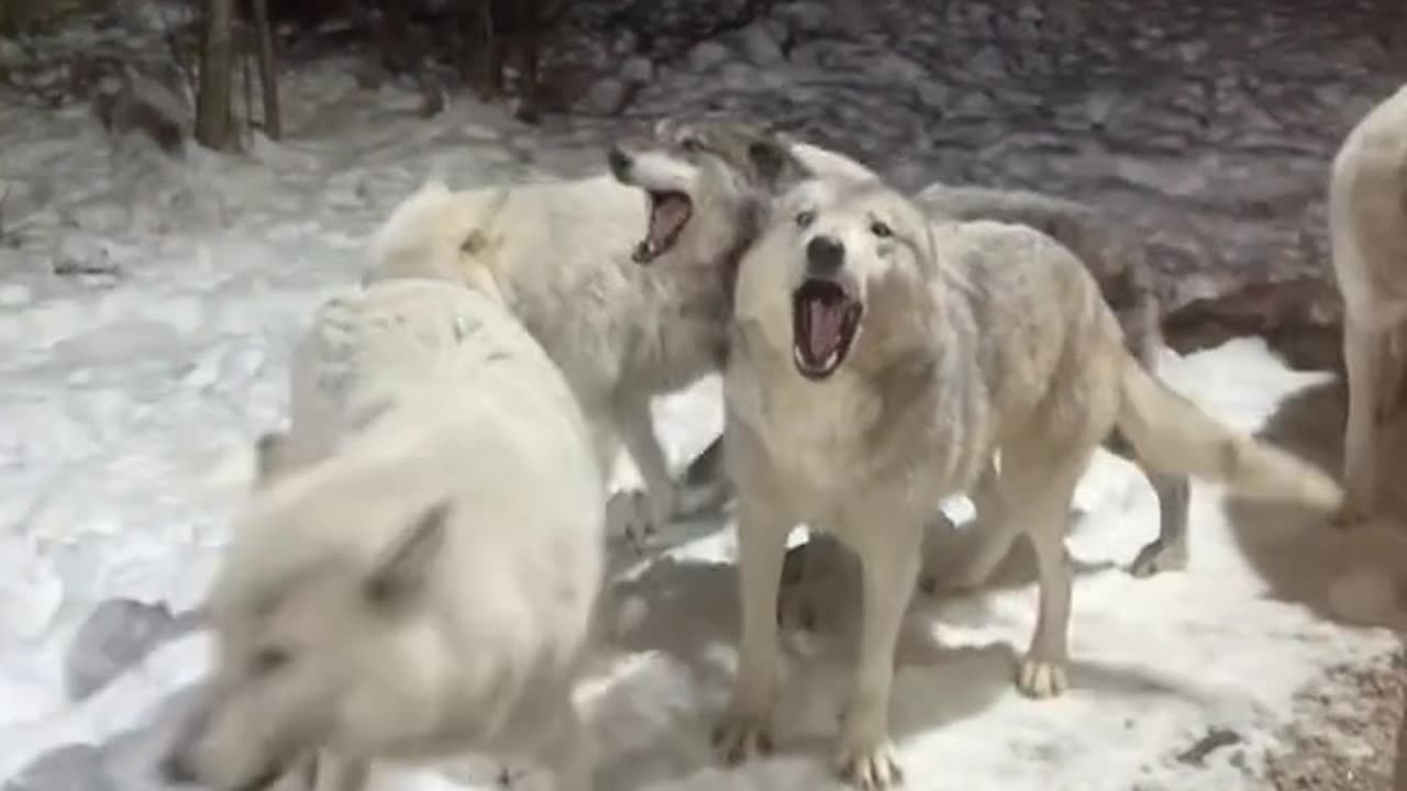 Wolf on rampage