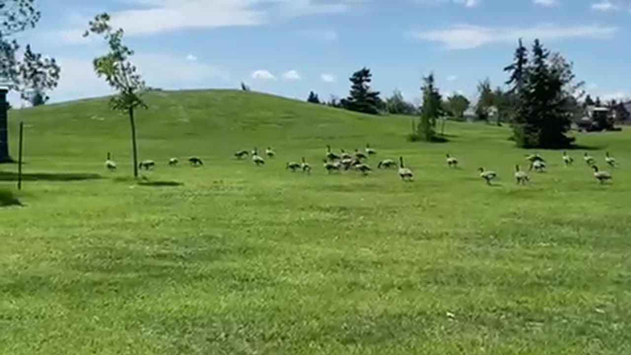 Nature and bird: Geese herding