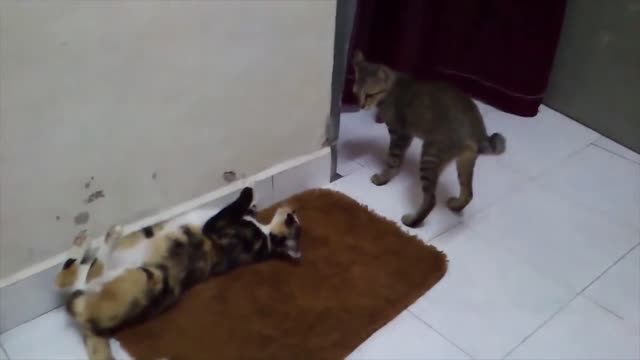 7 Mistakes that cat owners make you need to avoid