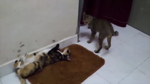 7 Mistakes that cat owners make you need to avoid