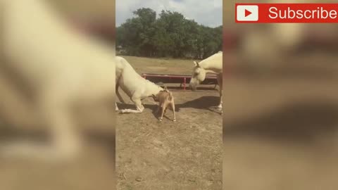 Crazy goats! What's wrong with them!!! Very funny jokes!