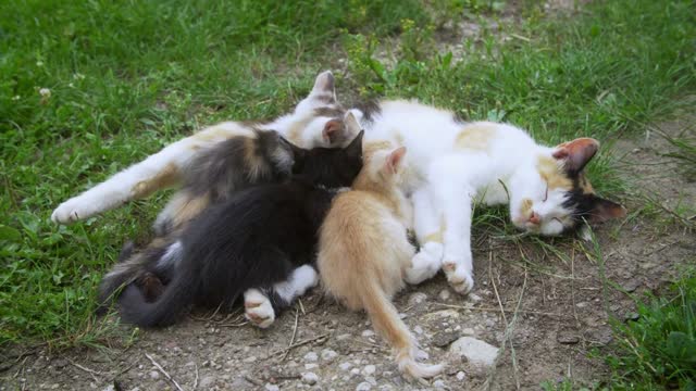 Cat nursing her little kittens