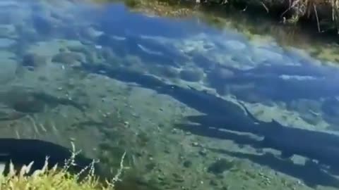 This is a beautiful and charming water-dwelling species