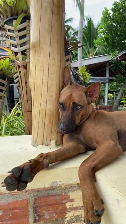 .A Brown Dog Resting While Leaning on a Wooden Post