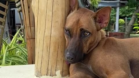 .A Brown Dog Resting While Leaning on a Wooden Post