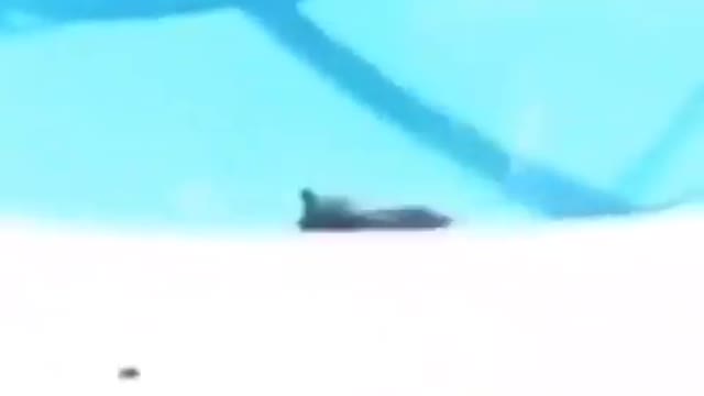 funny cat jump into a pool