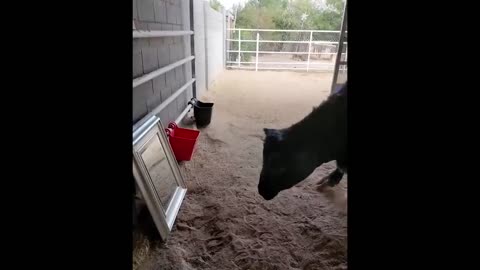 Animals Seeing Themselves For The First Time!